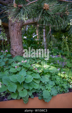 Thee Family Monsters Garden at the 2019 Chelsea Flower Show by iDverde in aid of Family Action Stock Photo