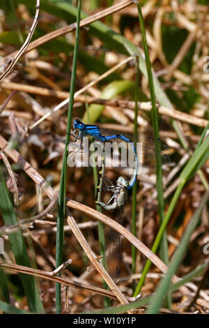 Common Blue Dameselfies, mating in a heart shape. Enallagma cyathigerum, Stock Photo