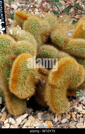 4 Golden Rat Tail Cactus Live Cactus 