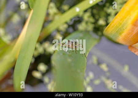 outer empty casing of a dragonfly on a marginal plant stem, after the nymph stage. Exuvia. Stock Photo