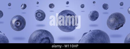 blueberries levitating over purple background, panoramic image, food background with summer berries. Creative minimalism Stock Photo