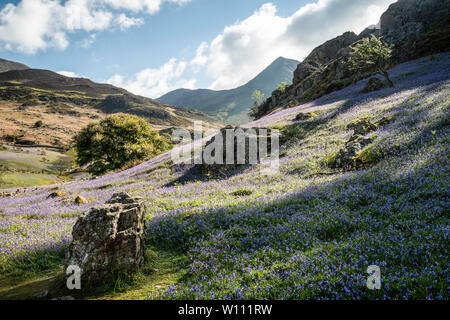 First light on a field of bluebells at Rannerdale Knotts, Lake District National Park, Cumbria, England, UK Stock Photo