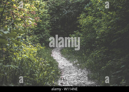 Winding Forest Path with bushes and trees either side. Magical, eery path into forest Stock Photo