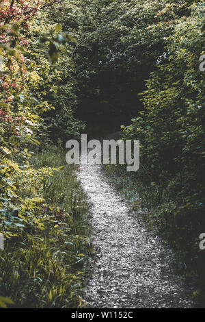 Winding Forest Path with bushes and trees either side. Magical, eery path into forest Stock Photo