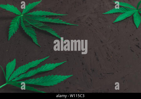 Green hemp leaves on black background. Stock Photo