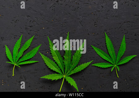 Green hemp leaves on black background. Stock Photo