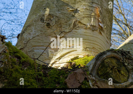 Close-up of the lower trunk and root bowl of Silver Birch (Betula utilis) in the Sir Harold Hillier Gardens, Romsey, Hampshire, UK Stock Photo