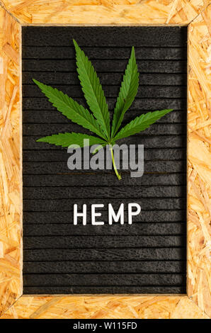 Green hemp leaf on a black background in a frame. Stock Photo