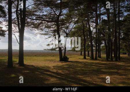 Open woodland at Beaulieu Road Station, New Forest National Park, Hampshire, UK Stock Photo