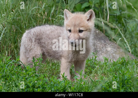 Arctic wolf pup Stock Photo