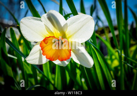 Spring flower narcissus on natural background sunset Stock Photo