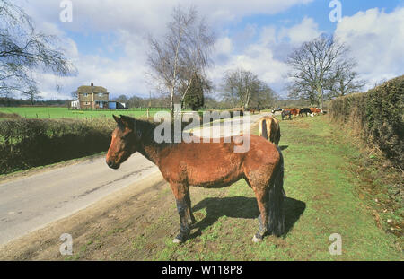 New Forest Ponies grazing by the roadside, Hampshire, England, UK Stock Photo