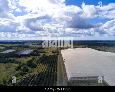 Aerial of netted fruit commercial orchard near Childers Queensland Australia Stock Photo