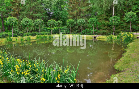 Blooming yellow marsh iris pseudacorus , or sword lily on the pond shore. Beautiful aquatic plant for decorating of pond, or lake in landscaping desig Stock Photo