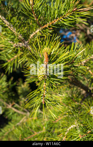 Small pinecones growing on the branch of a pine in spring Stock Photo