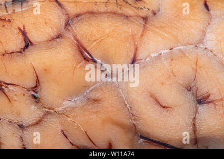 Extreme close up of a sheep brain, showing the texture of the surface Stock Photo