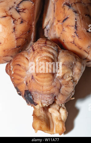 Close up of a sheep brain showing a close up of the brain stem Stock Photo