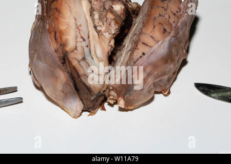 Close up of a sheep brain showing the Meninges Stock Photo