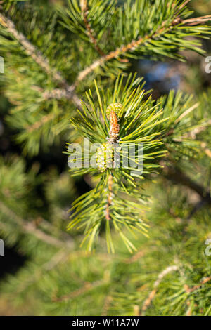 Small pinecones growing on the branch of a pine in spring Stock Photo