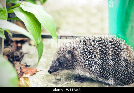 European hedgehog (Erinaceus europaeus) in the yard under a bush Stock Photo