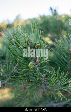 Small pinecones growing on the branch of a pine in spring Stock Photo