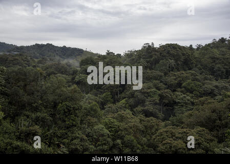 Subtropical rain forest covers the western slopes of the Andes at 2000 meters high Refugio Paz de Las Aves in Ecuador.  Primärer Stock Photo