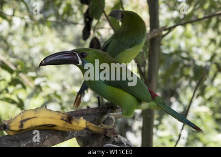 crimson-rumped toucanet feeding in subtropical rain forest on the western slopes of the Andes at 2000 meters high Refugio Paz de Las Aves in Ecuador. Stock Photo