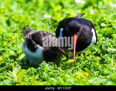 Oyster Catcher feeding its chick with a juicy worm Stock Photo