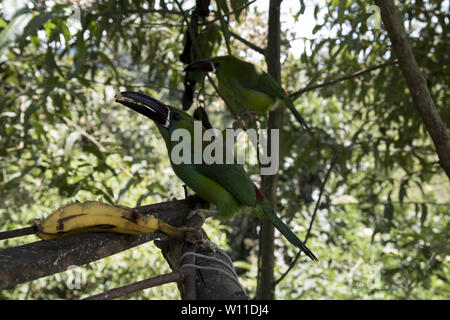 crimson-rumped toucanet feeding in subtropical rain forest on the western slopes of the Andes at 2000 meters high Refugio Paz de Las Aves in Ecuador. Stock Photo