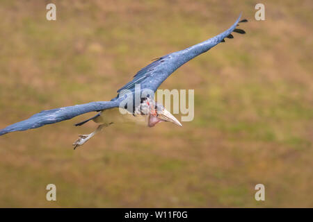 Closeup of a Marabou stork Leptoptilos crumenifer bird in flight on a green background Stock Photo