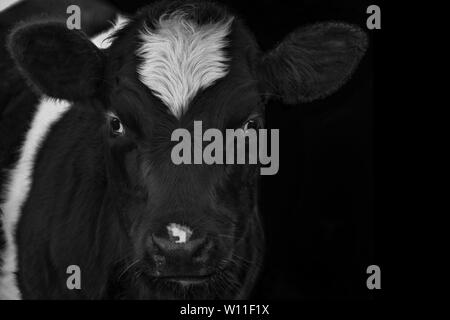 A close up photo of a Cow on a black background Stock Photo