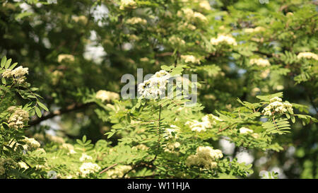 ashberry tree at spring day Stock Photo