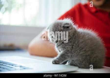 Baby scottish fold gray kitten. Portrait of a Cute, beautiful, sweet and fluffy grey scottish fold cat. Stock Photo