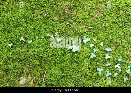 Background from green moss on an old stone wall Stock Photo