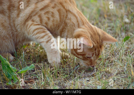 Ginger cat on the grass playing with a lizard Stock Photo