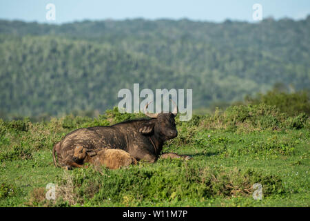 Cape buffalo with calf, Syncerus caffer, Kariega Game Reserve, South Africa Stock Photo