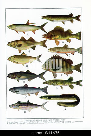 American Fresh and Salt Water Fish. 1. Muskellunge, 2. Tarpon, 3. Yellow  perch, 4. Striped bass, 5. Brook trout, 6. Shad, 7. Sheepshead, 8. Blue fish,  9. Pickerel, 10. Land-locked salmon, 11.
