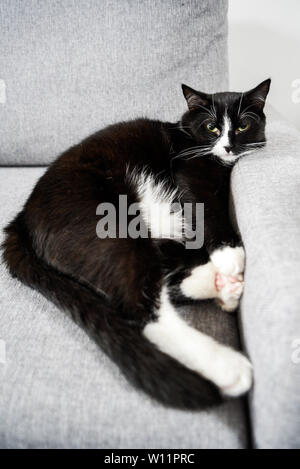 Cat lying lazily on the couch. Stock Photo