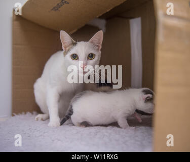 cat and kitten in a box Stock Photo