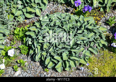 Decorative plant Hosta  with green leaves for landscaping design in park or garden on the flowerbed with pansies. Hostas are unpretentious, shade-tole Stock Photo