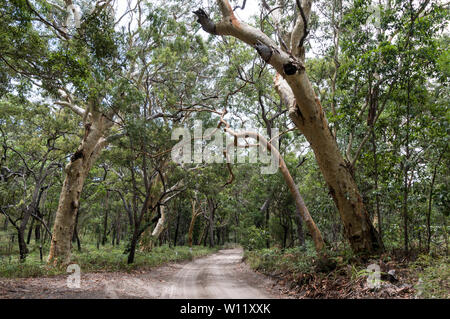 Australian Paperbark trees also called a Melaleuca quinquenervia alongside a vehicle dirt track in the rain forest of Fraser Island in Queensland, Aus Stock Photo