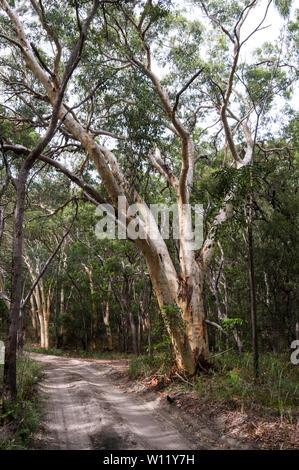 Australian Paperbark trees also called a Melaleuca quinquenervia alongside a vehicle dirt track in the rain forest of Fraser Island in Queensland, Aus Stock Photo