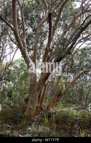 Australian Paperbark trees also called a Melaleuca quinquenervia alongside a vehicle dirt track in the rain forest of Fraser Island in Queensland, Aus Stock Photo