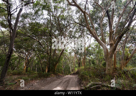 Australian Paperbark trees also called a Melaleuca quinquenervia alongside a vehicle dirt track in the rain forest of Fraser Island in Queensland, Aus Stock Photo