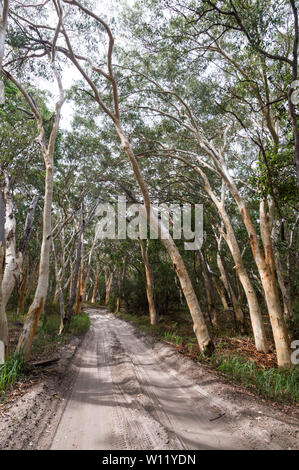 Australian Paperbark trees also called a Melaleuca quinquenervia alongside a vehicle dirt track in the rain forest of Fraser Island in Queensland, Aus Stock Photo