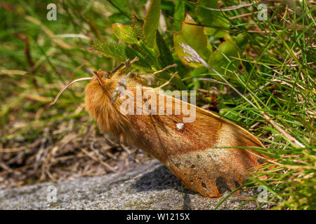 Northern eggar moth (Lasiocampa quercus) on a bilberry shoot. UK Stock Photo