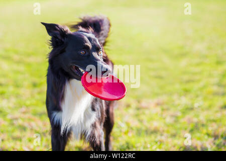 Trained purebred border collie dog playing with his favourite toy outdoors in the park. Adorable puppy, holding a red frisbee flying disc in his mouth Stock Photo