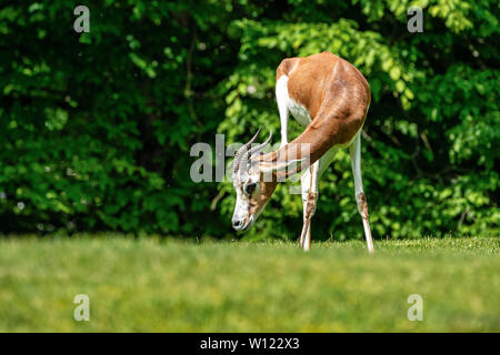 Dama gazelle, Gazella dama mhorr or mhorr gazelle is a species of gazelle. lives in Africa in the Sahara desert and the Sahel and browses on desert sh Stock Photo