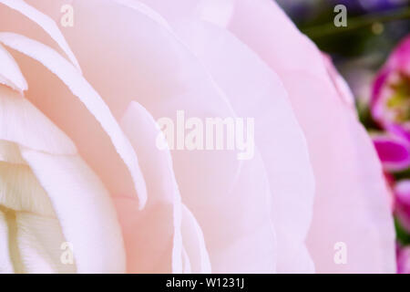 Pink rose blossom with faint depth of focus Stock Photo