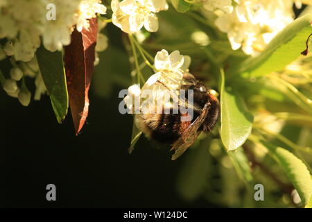A bumble bee forages on the underside of apple tree blossom